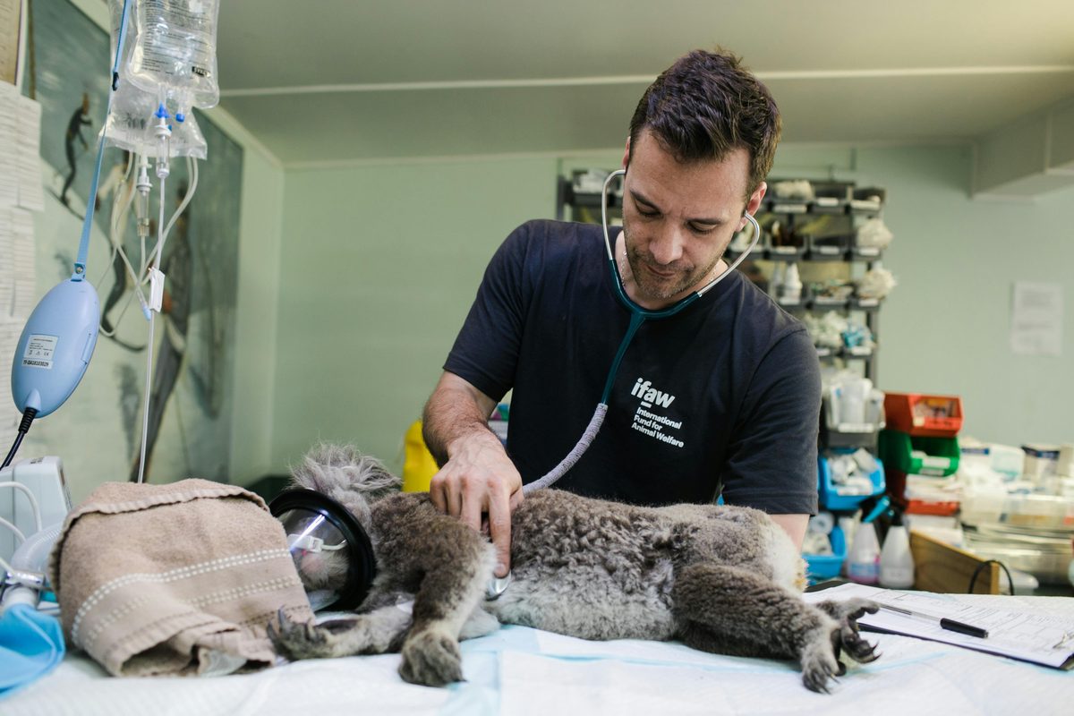 Veterinarian caring for a koala